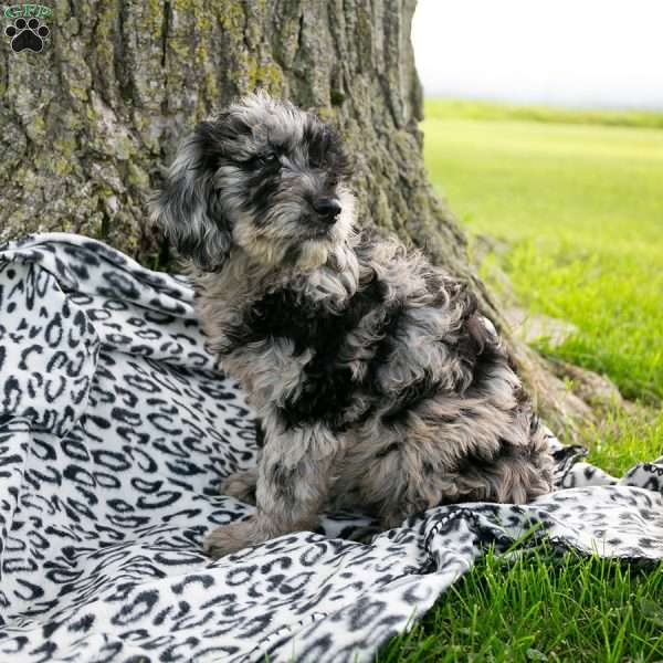 Ellie, Mini Goldendoodle Puppy